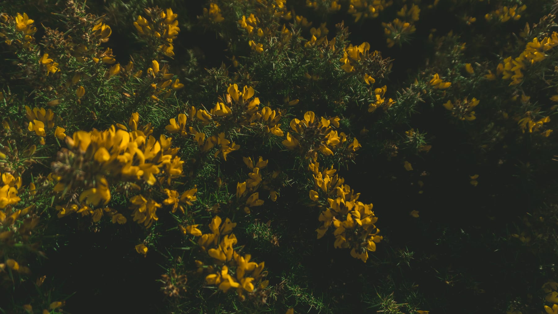 Close-up of gorse bushes in yellow bloom. (dummycopy)