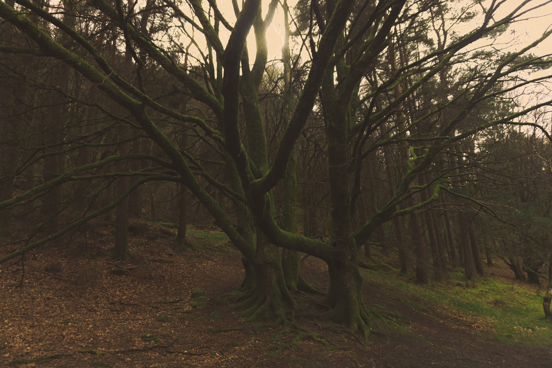 Gnarled, mossy trees in a dim forest. (dummycopy)