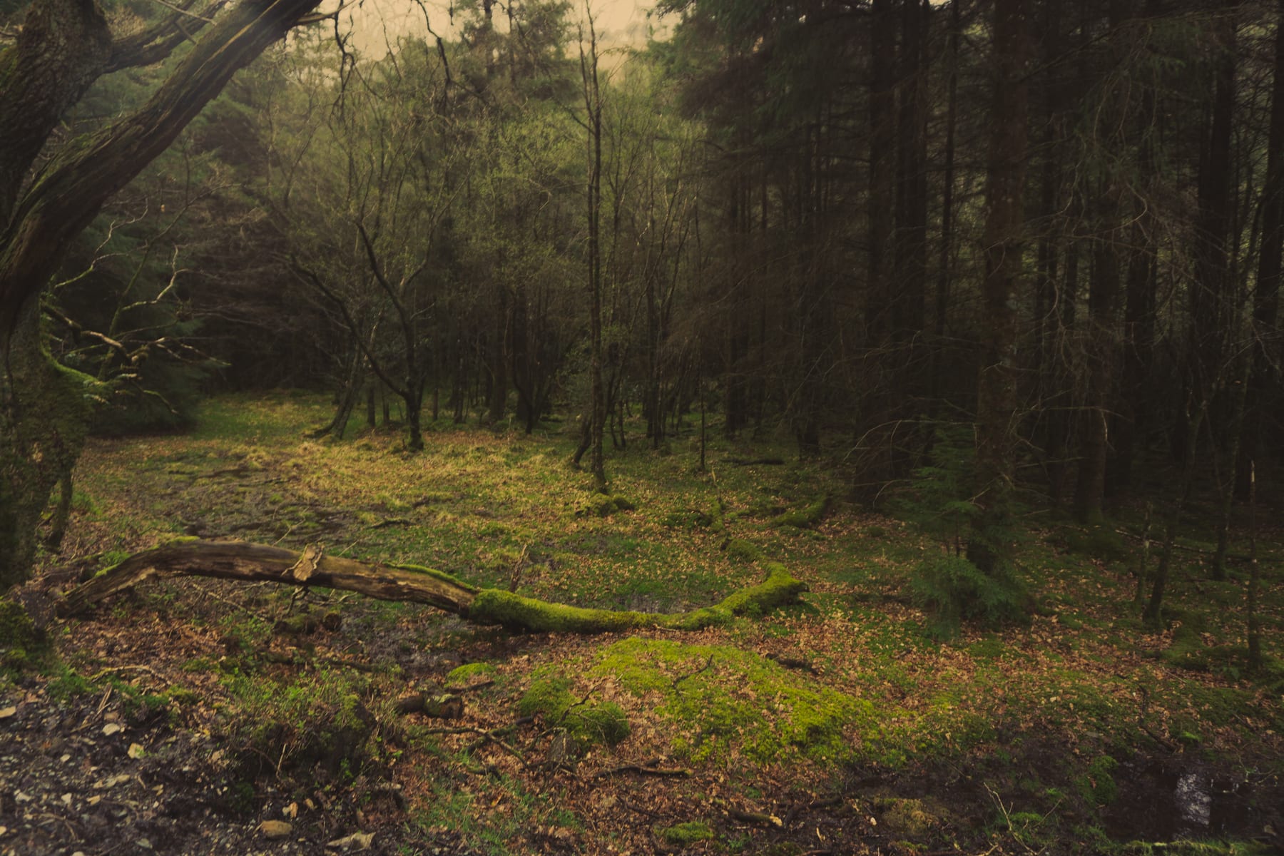 A clearing in a pine forest with a fallen log on a mossy floor. (dummycopy)