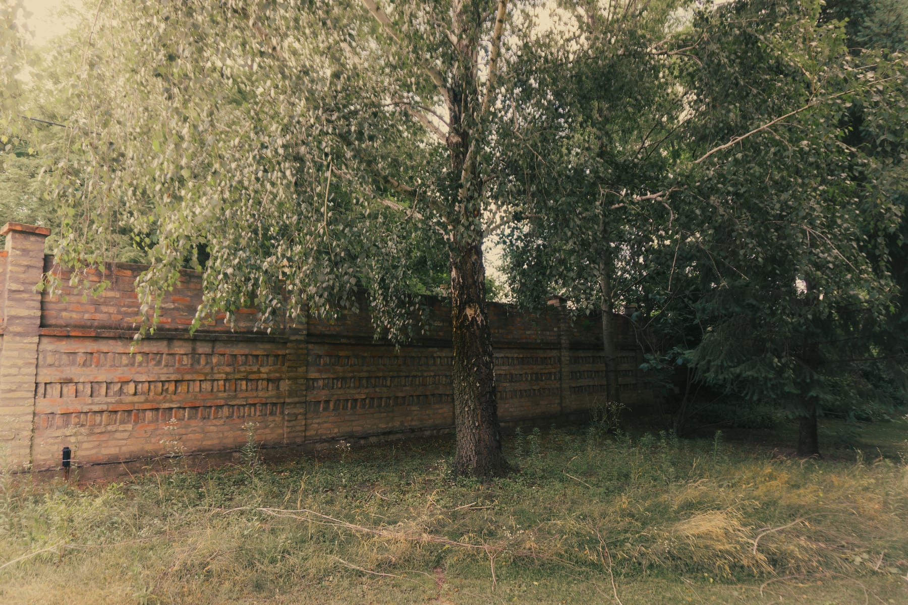 A willow in front of a patterned brick wall in an overgrown garden. (dummycopy)