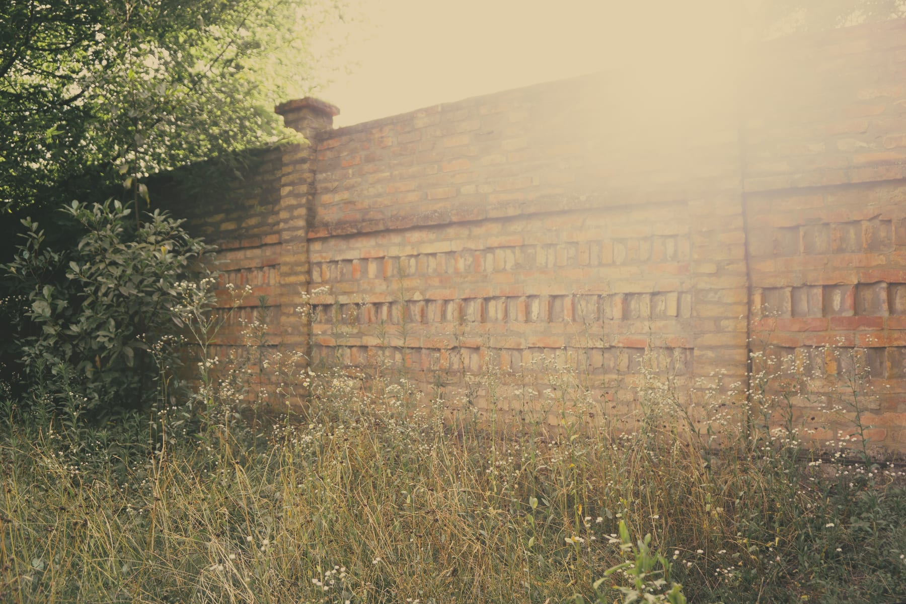 Tall grass and shrubs in front of a long brick wall, in hazy backlight. (dummycopy)