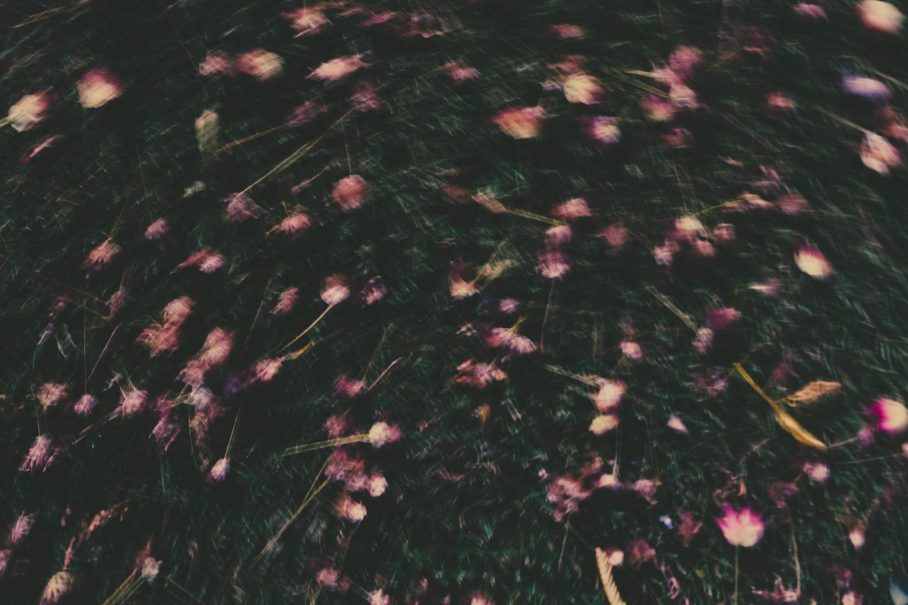 Small pink flowers among dark leaves, blurred by movement. (dummycopy)